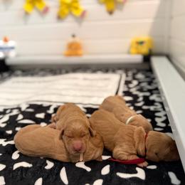 Back to school themed litter - Golden female Golden Retriever puppy in Belton, South Carolina from McAbee’s Golden Retrievers