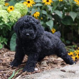 Piper - Black male Whoodle puppy in West Bend, Iowa from Blue Skies Terriers