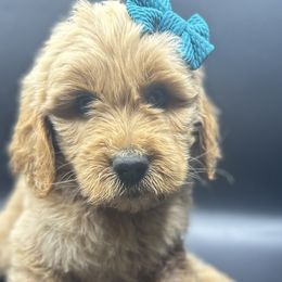 Green Collar - Goldendoodle puppy in Ellsinore, Missouri from Doodles of Carter Co