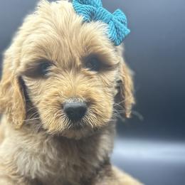 Green Collar - Goldendoodle puppy in Ellsinore, Missouri from Doodles of Carter Co