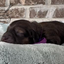 Girl 3 - Cream female Dachshund puppy in Pulaski, Tennessee from Billboard Doxies