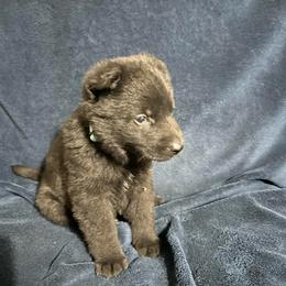 Tasko - Black male German Shepherd puppy in Milan, Illinois from Stonewick German Shepherds