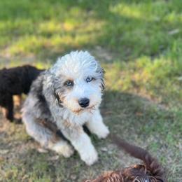Maggie - Aussiedoodle