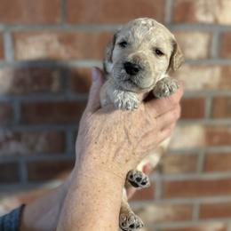 Earth - Cream male Poodle puppy in St. Johnsbury, Vermont from Poodles of the Northern Woods