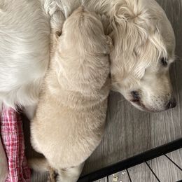 Golden Retriever Puppies from Ruff Life Goldens