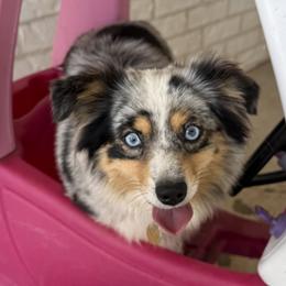 Australian Shepherds and Miniature Australian Shepherds from Happy Little Aussies