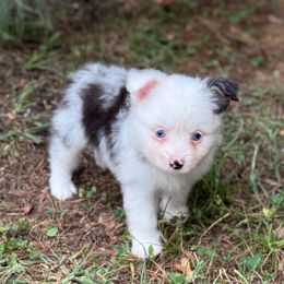 Scottish Terrier and Toy Australian Shepherd Puppies from Pecan Creek