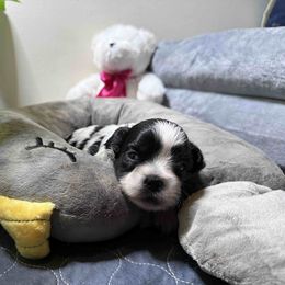 Ash - Black and white male Shih Tzu puppy in Austell, Georgia from TACG