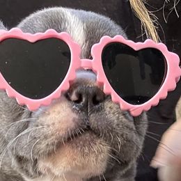 Regina George - French Bulldog puppy in Arizona from Prickly Pear Kennels