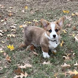 BOONE - AKC - Red male Pembroke Welsh Corgi puppy in Millsap, Texas from BJ's Blessings