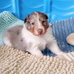 Leyland - Blue merle and white male Shetland Sheepdog puppy in Aliquippa, Pennsylvania from Fancypants Shetland Sheepdogs