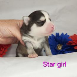 Star girl - Black and white female Pomsky puppy in Isanti, Minnesota from Magnum Pomskies