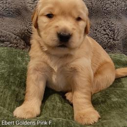 Pink collar - Golden female Golden Retriever puppy in Saint Helens, Oregon from Ebert Golden Retrievers & Pugs