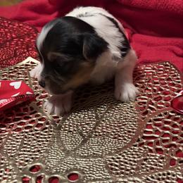 Meet Tex (SMALL) 1500.00 - Parti male Yorkshire Terrier puppy in Brandenburg, Kentucky from Lil Amazing Paws Yorkshire Terriers