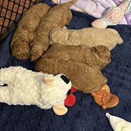 Poodle Puppies from Breahna Snay