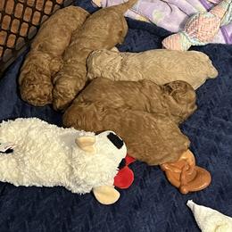 Poodle Puppies from Breahna Snay