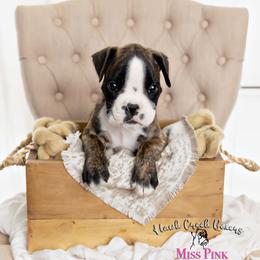 Miss Pink - Brindle female Boxer puppy in Learned, Mississippi from Hawk Creek Boxers