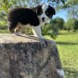 Miniature Australian Shepherd Puppies from Southern Lane Aussies