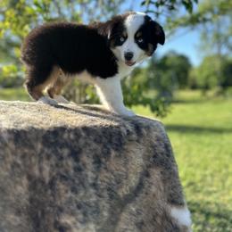 Miniature Australian Shepherd Puppies from Southern Lane Aussies