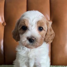 Gracie - Red  female Goldendoodle puppy in Ottawa, Ohio from Simply Beautiful Goldendoodles