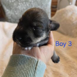 Boy 3 - Black and silver male Miniature Schnauzer puppy in Kersey, Colorado from Fosters Schnauzers