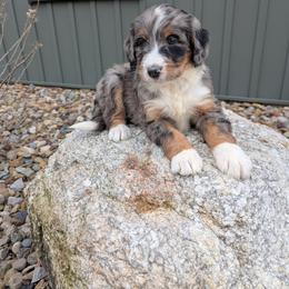 Storm - Blue merle female Bernedoodle puppy in Beach City, Ohio from Blue Cloud Doodles