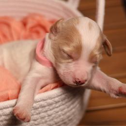 Light Pink Collar - Parti female Goldendoodle puppy in Palmetto Bay, Florida from SOMIDOODLES