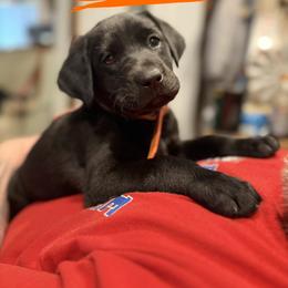 Labrador Retriever Puppies from Okiehuntinboyz Labrador Retrievers