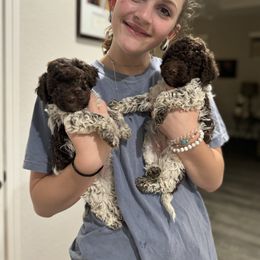 Lagotto Romagnolo Puppies from Anna’s Lagottos