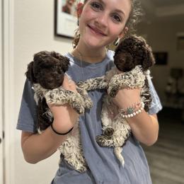 Lagotto Romagnolo Puppies from Anna’s Lagottos
