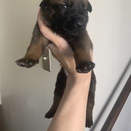 Belgian Malinois, Bull Terrier, and Dutch Shepherd Puppies from ROSC K9