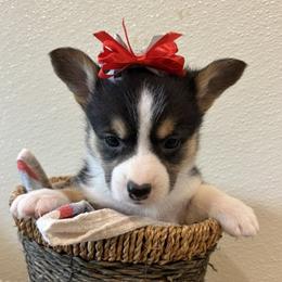 BESSIE - Black and tan female Pembroke Welsh Corgi puppy in Hinton, Oklahoma from Green Cloud Ranch
