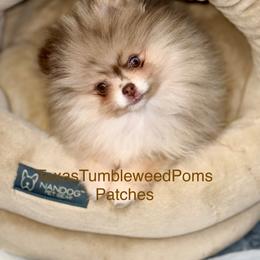 Pomeranian Puppies from Texas Tumbleweed Poms