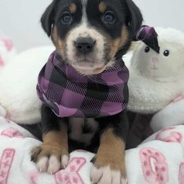 Girl 2 - Black, white and red female Greater Swiss Mountain Dog puppy in Hockessin, Delaware from Simply Swissies