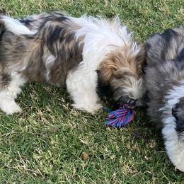 Shih Tzu Puppies from Willow Lane Shih Tzus