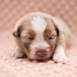 Lavender - Red merle female Miniature Australian Shepherd puppy in Lacombe, Louisiana from Indigo River Aussies