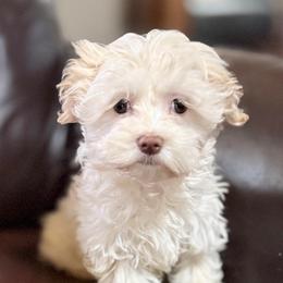 Lucy - White female Havanese puppy in Lancaster, South Carolina from 3 Bs Havanese-PUPPIES with  PURPOSE