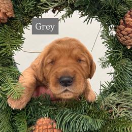 Grey - Dark golden male Golden Retriever puppy in Windsor, California from Copper Tail Golden Retrievers