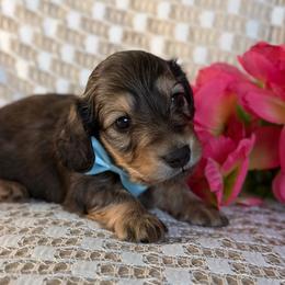 Yahtzee - Cream male Dachshund puppy in Michigan from Hidden Haven Dachshunds