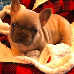 French Bulldog Puppies from Bourbon Trail Frenchies