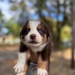 Oak AKC - Red tri-color male Australian Shepherd puppy in Orlando, Florida from Skaky Shepherds