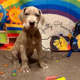 Peony - Silver female Great Dane puppy in Norton, Ohio from Guilty Pleasure Great Danes & Frenchies