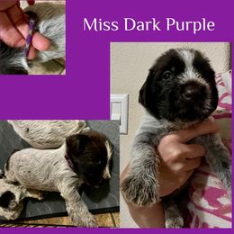 Female - Brown and gray female Wirehaired Pointing Griffon puppy in Tollhouse, California from Rocking S Griffons