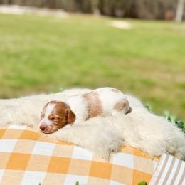 Poppy - Piebald female Dachshund puppy in Salters, South Carolina from Long-Pine Dachshund