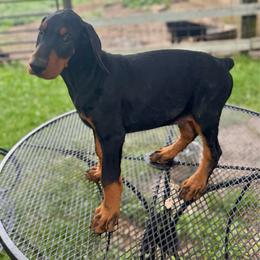 Knox - Black and rust male Doberman Pinscher puppy in Aplington, Iowa from Royal Dynasty Dobermann Kennel