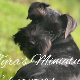Ruby - Miniature Schnauzer