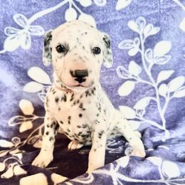 Shiver - White and black female Dalmatian puppy in Travelers Rest, South Carolina from Cotton Top