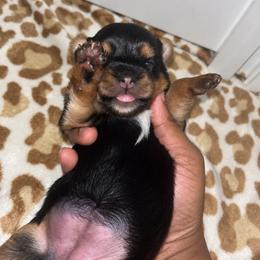 Darla - Black and tan female Yorkshire Terrier puppy in Gastonia, North Carolina from Banks Dynasty Kennel