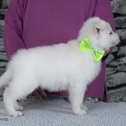 Lime male - White male Berger Blanc Suisse puppy in Scio, Oregon from Moro Shepherds