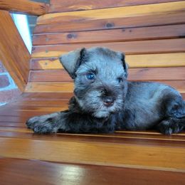 Miniature Schnauzer Puppies from Dees Schnauzers